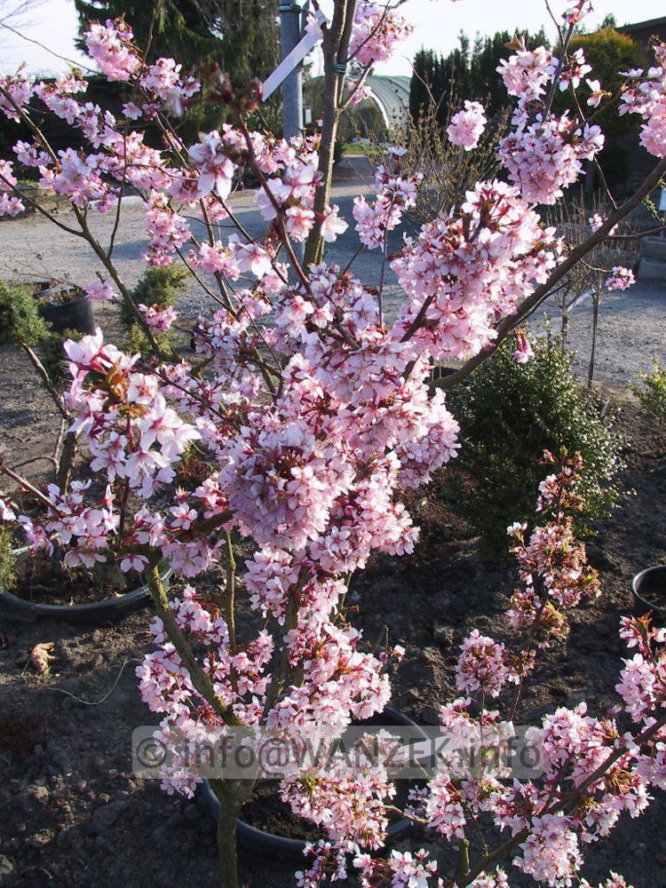 Prunus mume Beni-chi-dori.jpg